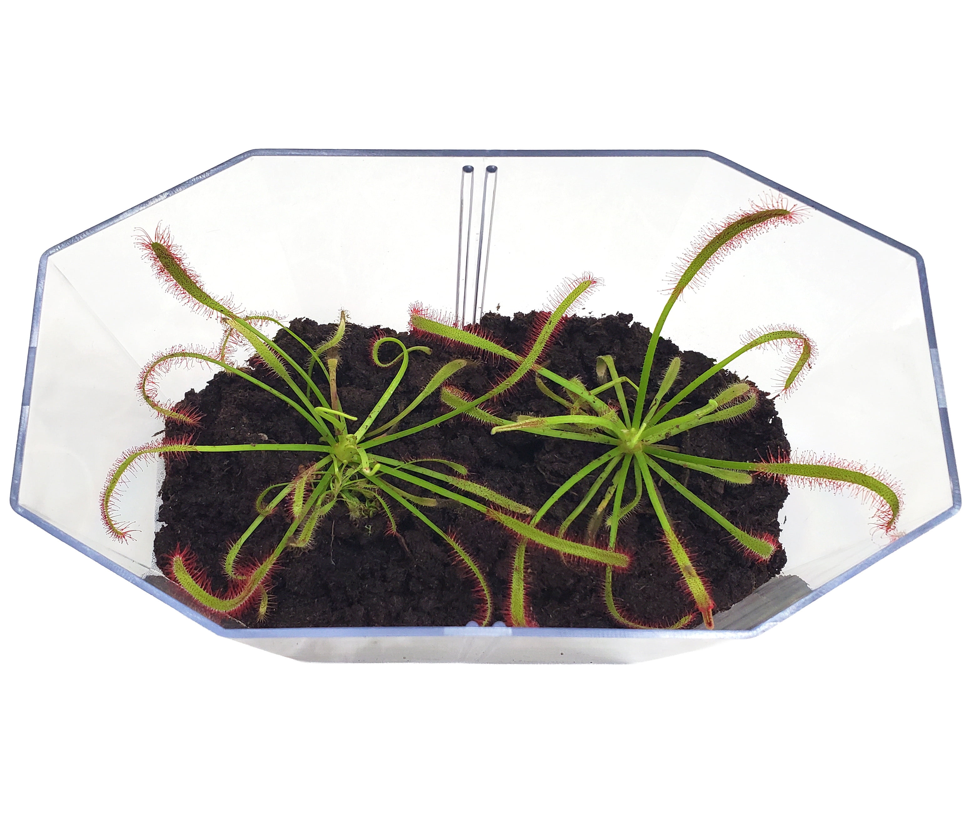 Deluxe Cape Sundew Plant Kit with 2 Live Carnivorous Plants – Indoor Bug-Eating Terrarium Kit with Food, Moss & Peat Pellets