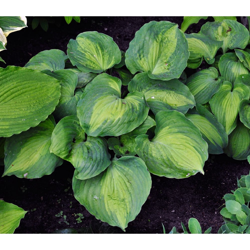 Beyond Glory Hosta - Gallon Pot - Walmart.com - Walmart.com