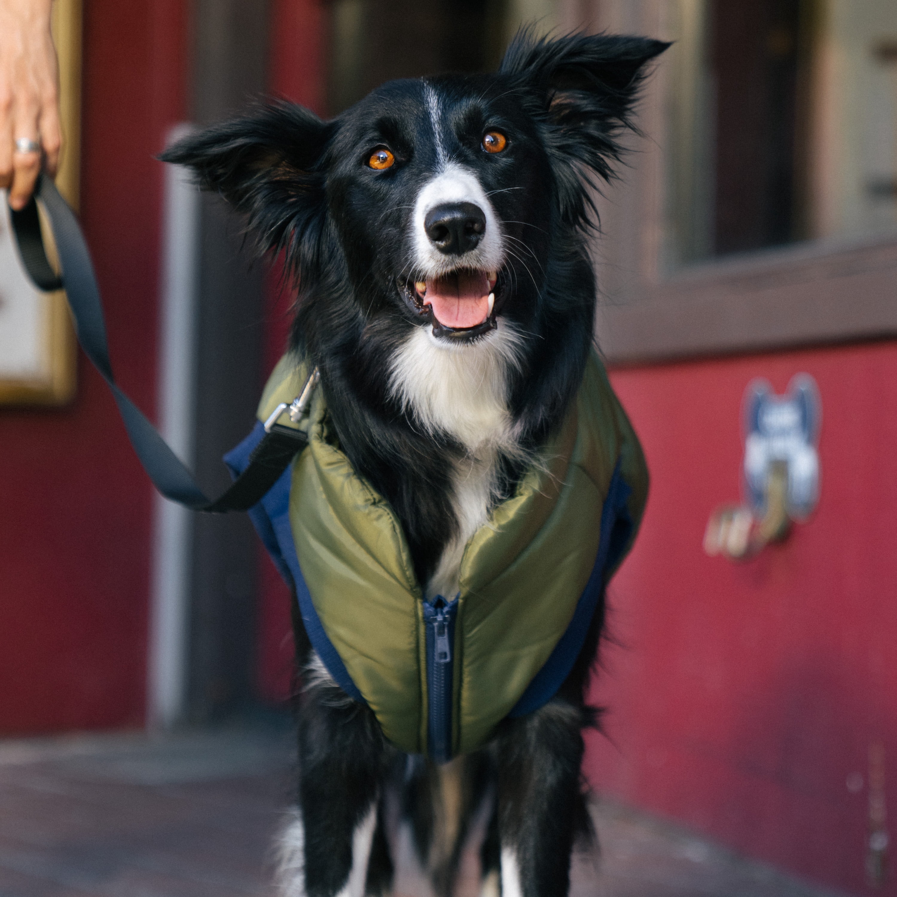 Gap Pet, Dog Clothes Green Bomber Pet Jacket