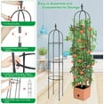 thumbnail image 4 of Esbaybulbs Garden Trellis for Climbing Plants Tower Obelisk Garden Trellis 6ft Tall Plant Support Vine Supports Plant Tower for Climbing Vines and Flowers Stands 1 Pack, 4 of 6