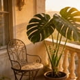 thumbnail image 7 of 3PC Metal Plant Support Flower Stake Garden Supplies Sturdy Rust Resistant Plant Cage for Climbing Plants Flower Support Frame Outdoor Garden Decor Easy to Install Plant Accessories 6x6 Inch, 7 of 7