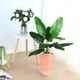 thumbnail image 4 of Plantas Artificiales BANYUO 2 Piezas Faux Banana Tree Tropical Monstera Leaf, 4 of 7