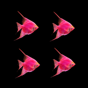 GloFish® Starfire Red® Angelfish (4 ct)