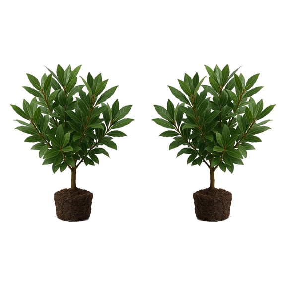 Bay Laurel Live Plants - 2 Starter Plants, 4-8 In, Partial Sun, USDA Zones 8-11