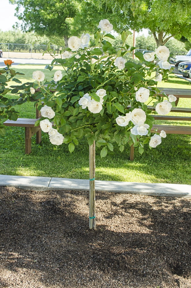 Gurney's 24" Iceberg Dormant Bare Root Tree Live Plants