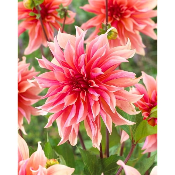 Labyrinth DahliaTuber for Planting (1 Large Tuber)