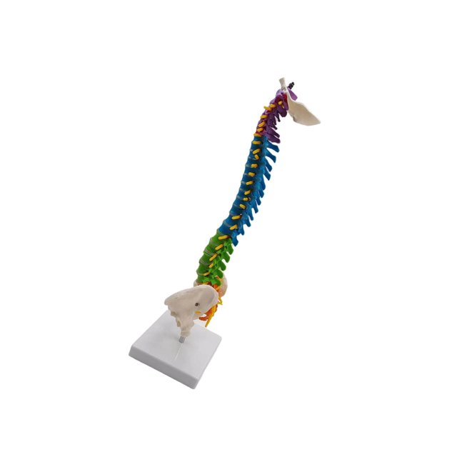 Flexible Spine Model for School Biology Class Anatomical Demonstration with Pelvis Standing