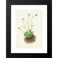 thumbnail image 2 of Mary Vaux Walcott 14x18 Black Modern Framed Museum Art Print Titled - Fringed Parnassia. Parnassia Fimbriata (1925), 2 of 5