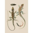thumbnail image 3 of Unknown 14x18 Black Modern Framed Museum Art Print Titled - Antique Lizards II, 3 of 5