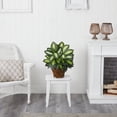 thumbnail image 3 of Triple Golden Dieffenbachia w/Wood Vase, 3 of 5