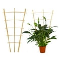 thumbnail image 2 of 2ft Fan-Shaped Bamboo Trellis-Indoor Plant Support for Climbing Plants, Vegetables, and Potted Plants 3pcs, 2 of 8
