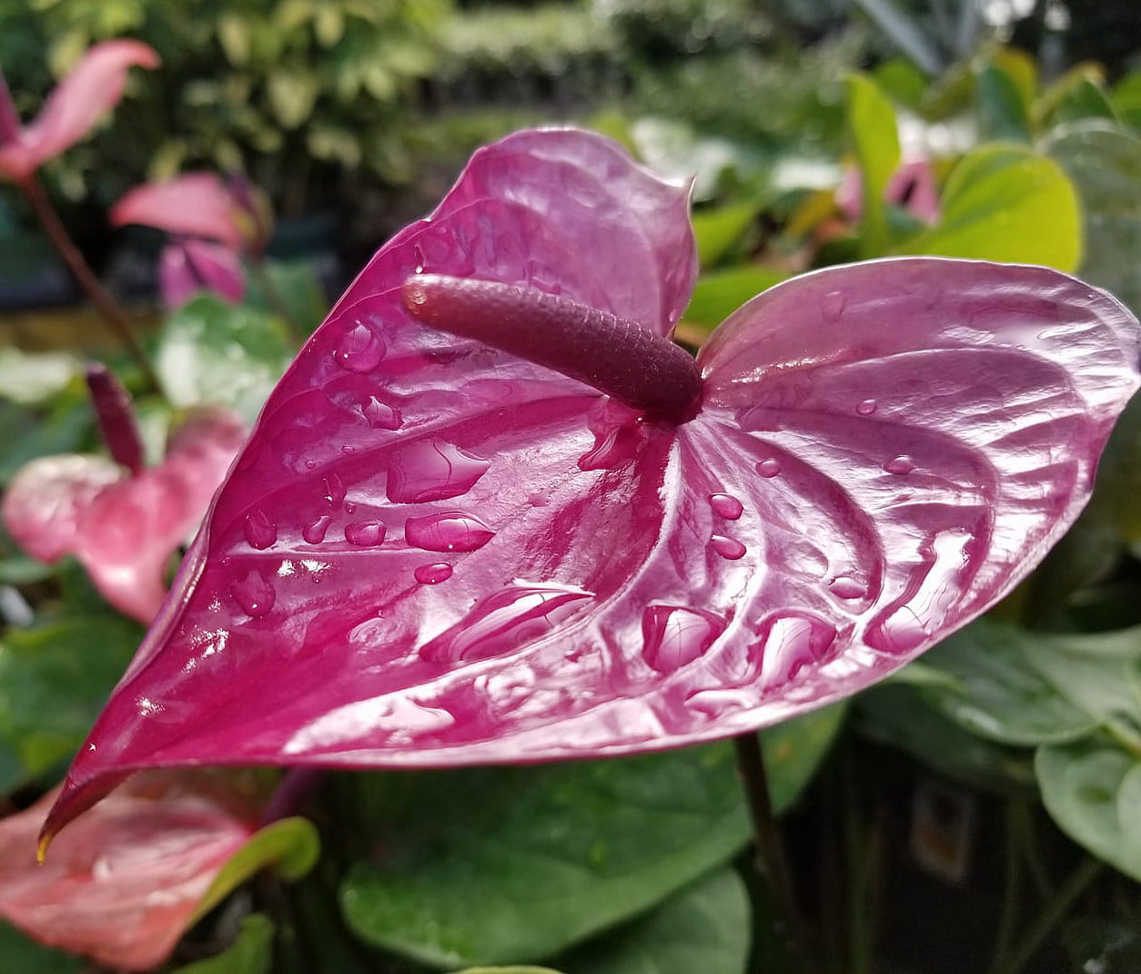 in 6" Pot Anthurium 'Pink' Plant 