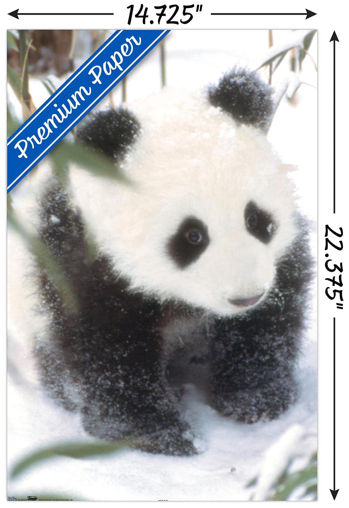 Animals - Panda in the Snow Wall Poster, 14.725" x 22.375"