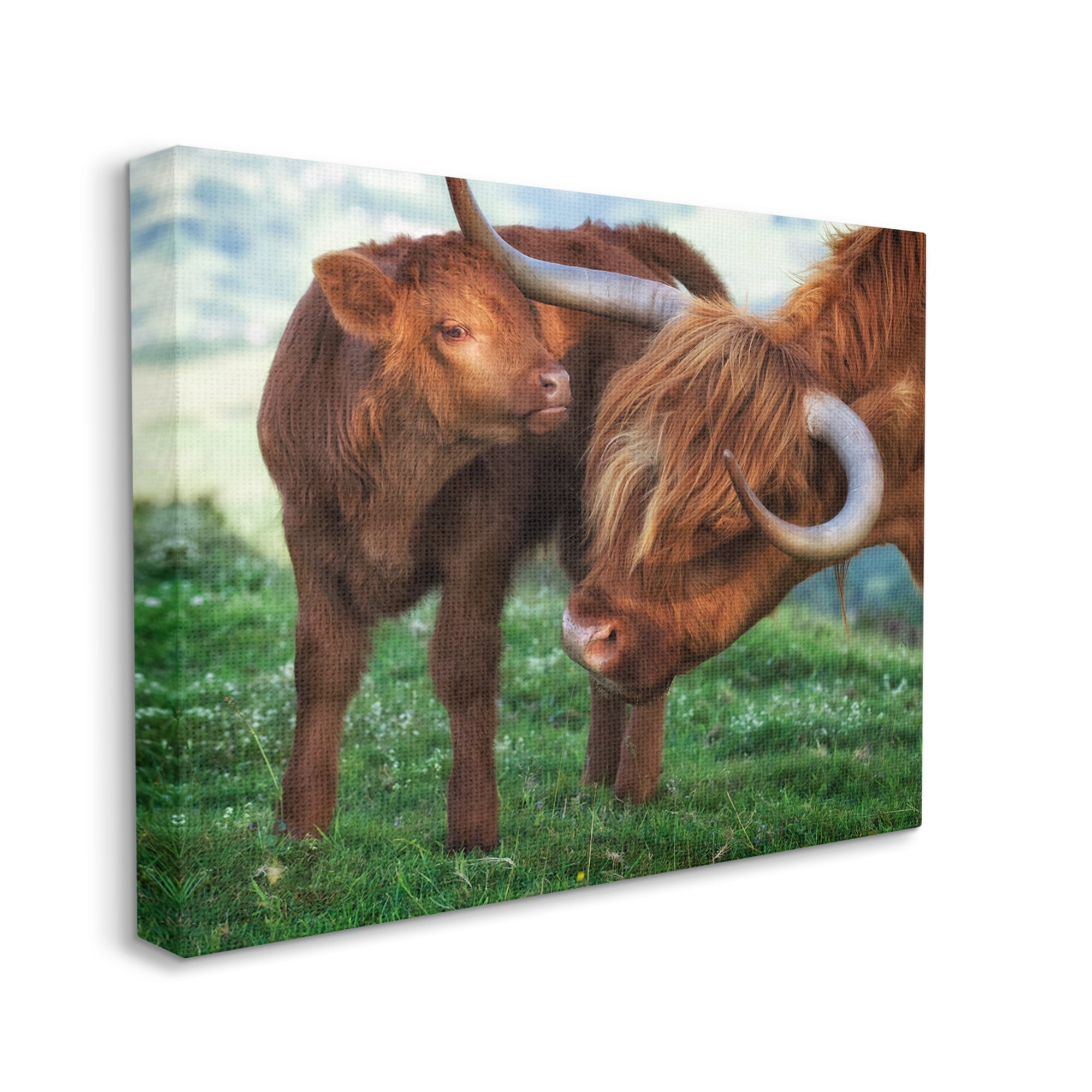 Stupell Industries Loving Longhorn Cattle Nuzzling Calf Heartwarming Animals Photograph Gallery Wrapped Canvas Print Wall Art, Design by James Dobson