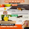 thumbnail image 4 of Super Ninja Fruit Fly Trap - 12 pack - Highly Effective Ecological Fruit Fly Traps Indoor - Environmentally Responsible Fruit Fly Killer - User Friendly - Up to 3 Weeks per Bottle, 4 of 8