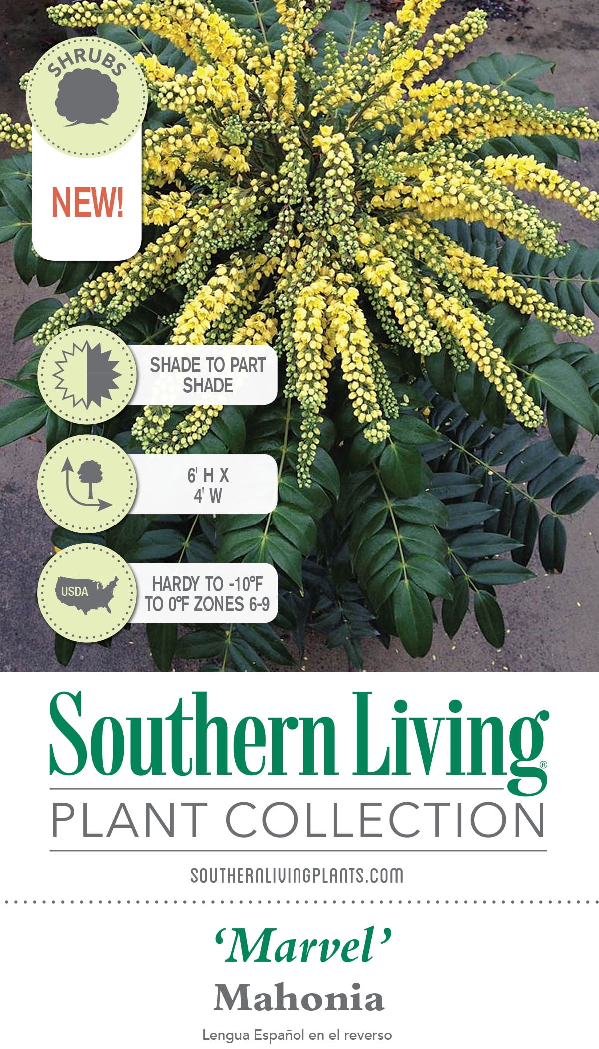Southern Living Marvel Mahonia Live Shrub in 2.5-Quart Grower Pot