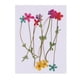 thumbnail image 2 of 10 Piezas Flores Secas Prensadas Naturales Zulema, 2 of 8