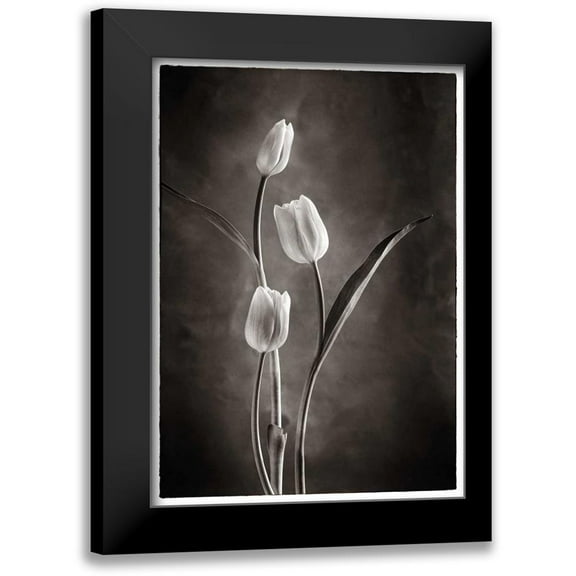 Van Swearingen, Debra 11x14 Black Modern Framed Museum Art Print Titled - TwoTone Tulips VIII