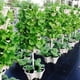 thumbnail image 3 of Maceta tridimensional de PP Maceta para fresas Maceta de cultivo superpuesta de múltiples capas Maceta para plantar frutas y verduras, 3 of 5