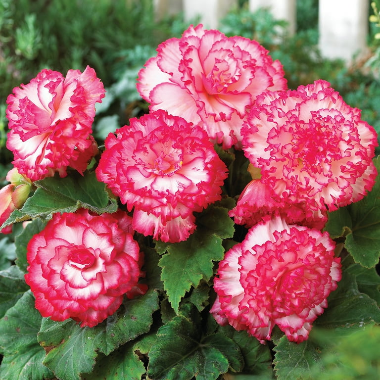 Know Your Begonias ベゴニア Van Zyverden Begonia Picotee Pink & White (Set of 3 Dormant