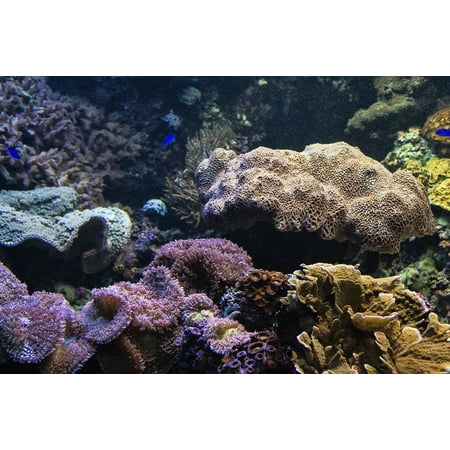 LAMINATED POSTER Coral Underwater Aquarium Fish Aquatic Reef Poster Print 24 x