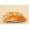 thumbnail image 3 of Millet, Karyn 14x11 Black Modern Framed Museum Art Print Titled - Ocean Treasures X, 3 of 5