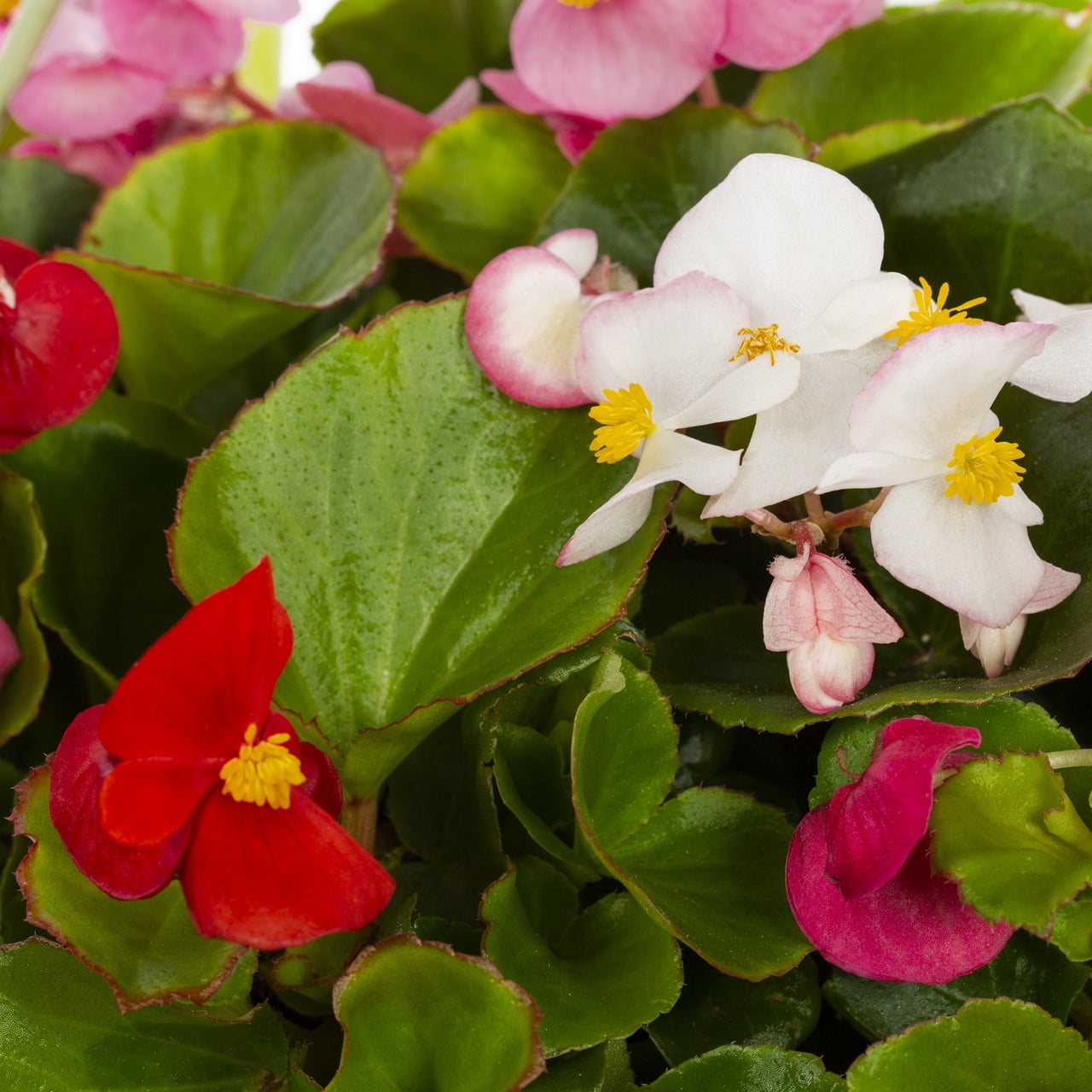 Expert Gardener 2QT Multicolor Begonia Live Annual Plant Sun 3-Pack