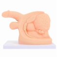 thumbnail image 1 of Conduit Catheter Practice Model Human Body Catheterization Model Catheterization Training Models Show Men Catheterization Model, 1 of 4