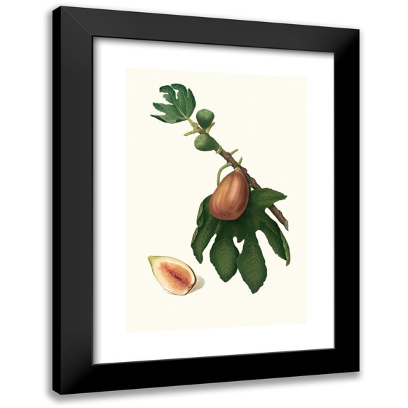 Giorgio Gallesio 11x14 Black Modern Framed Museum Art Print Titled - Prickly Pear. (Ficus Sativa Charge; Fig) (1817-1839)