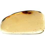 Genuine Amber Fossil Specimen - Large Insect Inclusion - Naturally Formed from Colombia with Bug Inside - Museum Grade, A-Grade - Great Collectible - Piece #16 (23mm x 13mm)