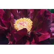 Black Beauty Bareroot Peony, 2-3 Eye, Great for Spring or Fall Planting!