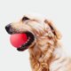thumbnail image 2 of Methold Sólido TPR Pet Balls Bouncy Bite-Resistant Pet Training Masticar Playing Ball Juguete interactivo Type4 NO4 Methold JJ9500-01, 2 of 4