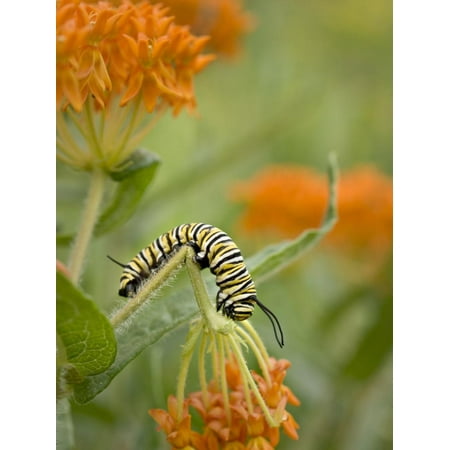 Butterfly Weed a Kind of Milkweed, Prairie, Jenson Lake Park, Eagan, Minnesota, Usa Print Wall Art By Rob