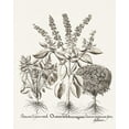 thumbnail image 2 of Besler, Basilius 20x24 White Modern Wood Framed Museum Art Print Titled - Sepia Besler Botanicals II, 2 of 4