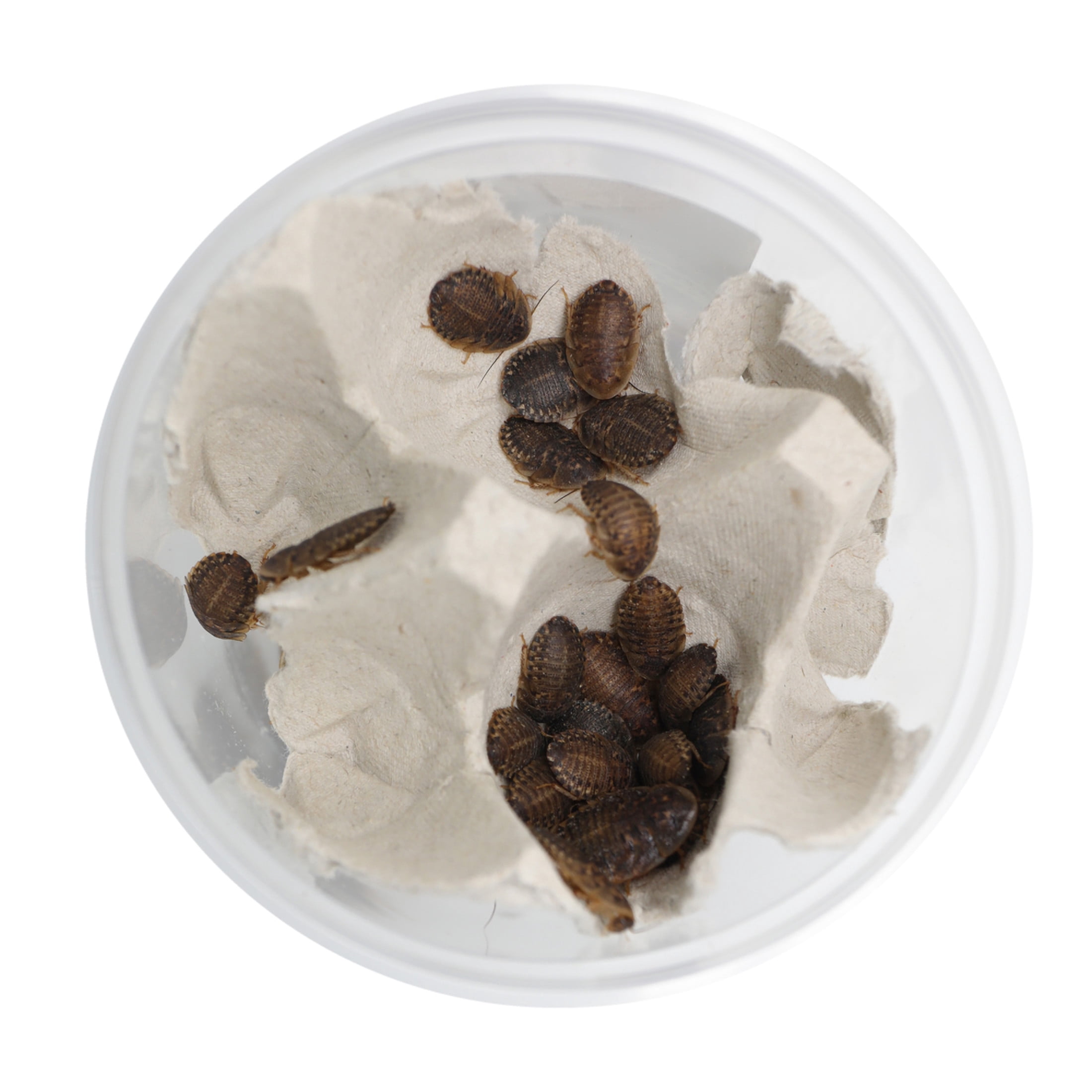 ReptiCulture Large Dubia 50 ct