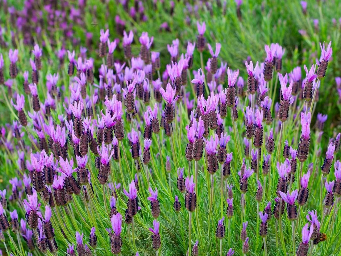 Set 2 Lavender Spanish Plants Live, Fragrant Lavender Flowering Herb for Indoor Outdoor Planting, 4-8 Inch Tall, Ready to Grow