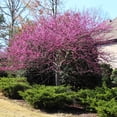 thumbnail image 3 of Brighter Blooms - Eastern Redbud, 6-7 ft. - No Shipping To AK, AZ, HI, OR, 3 of 6