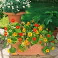 thumbnail image 2 of Nasturtium Seed - Jewel Mix Flower Seeds - 1 LB, 2 of 5