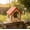 Red, variant on Wooden Bird House With Colorful Roof For Hanging Or Wall Mounting Outdoor Bird Feeder And Garden Decor 1 Count