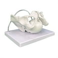 thumbnail image 7 of Milue Female Pelvis Model with Fetal Midwifery Teaching Models for Educational, 7 of 7