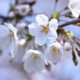thumbnail image 3 of Brighter Blooms - Stella Cherry Tree, 3-4 ft. - No Shipping to AK, AZ, CA, CO, HI, ID, OR, WA, 3 of 6