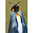 thumbnail image 3 of Gil Raga, Joan 13x18 Black Modern Framed Museum Art Print Titled - King Penguin, 3 of 5