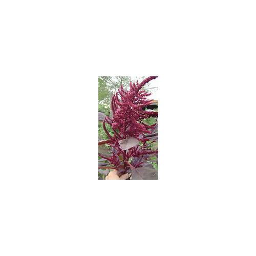 Everwilde Farms Mylar Seed Packet 1 Lb Red Garnet Amaranth Herb Seeds 