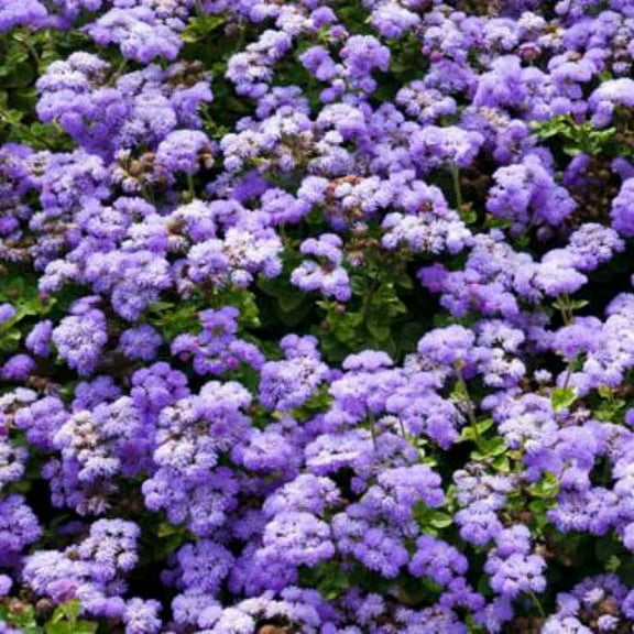 Outsidepride Ageratum Mexicanum Blue Flower Seed - 10000 Seeds