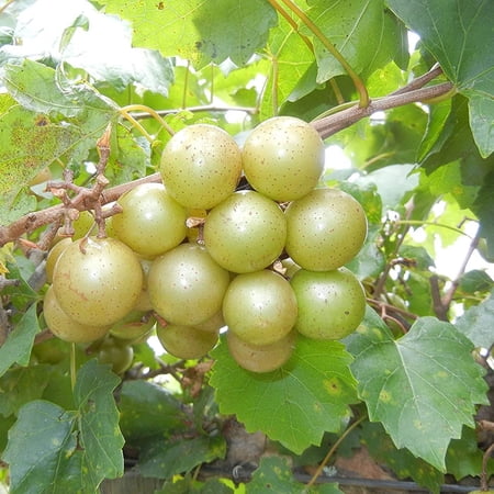 Tara Muscadine Grape Vine 1 Gallon