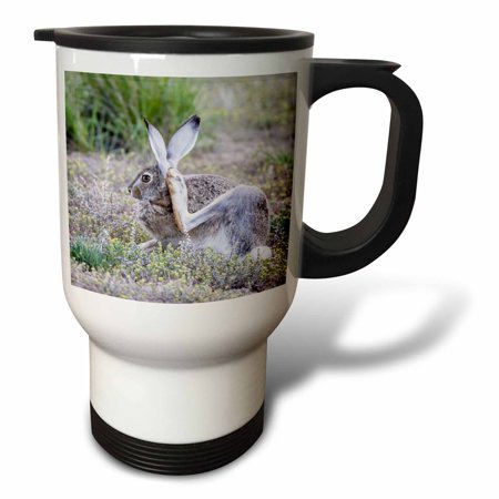 3drose, Usa, Wy. White-tailed Jackrabbit Scratches Behind Its Ear., 14oz Stainless Steel Travel Mug
