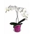 thumbnail image 4 of 3" Slotted Clear Orchid Pots - 3 Pack (Wild Orchid), 4 of 4