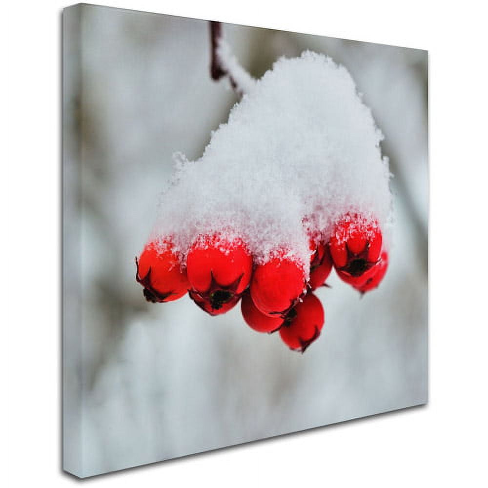Trademark Fine Art "Winter Berry Close-Up" Canvas Art by Kurt Shaffer