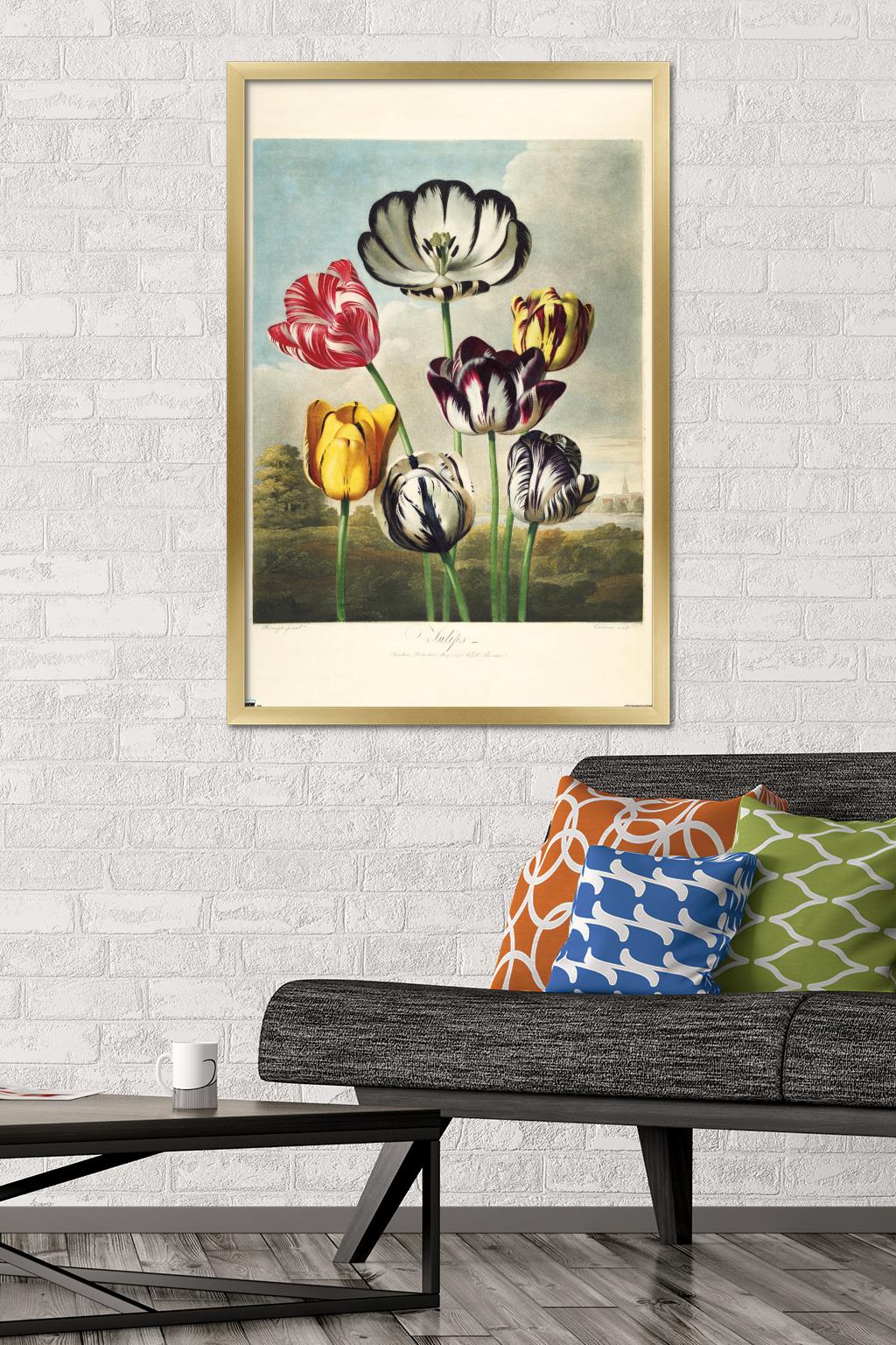Tulips from the The Temple of Flora Wall Poster, 22.375" x 34" Framed