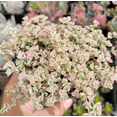 thumbnail image 5 of Sedum 'Little Missy' Succulent Plant 2 Inch for Indoor Outdoor Home Office Garden Decor, 5 of 6